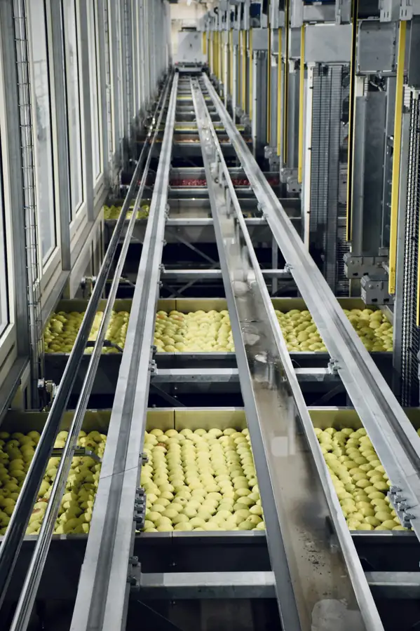 Continuous feed food processor in action slicing vegetables